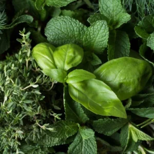 image du produit: Fragrance Oil <span>Basil Sage Mint</span>