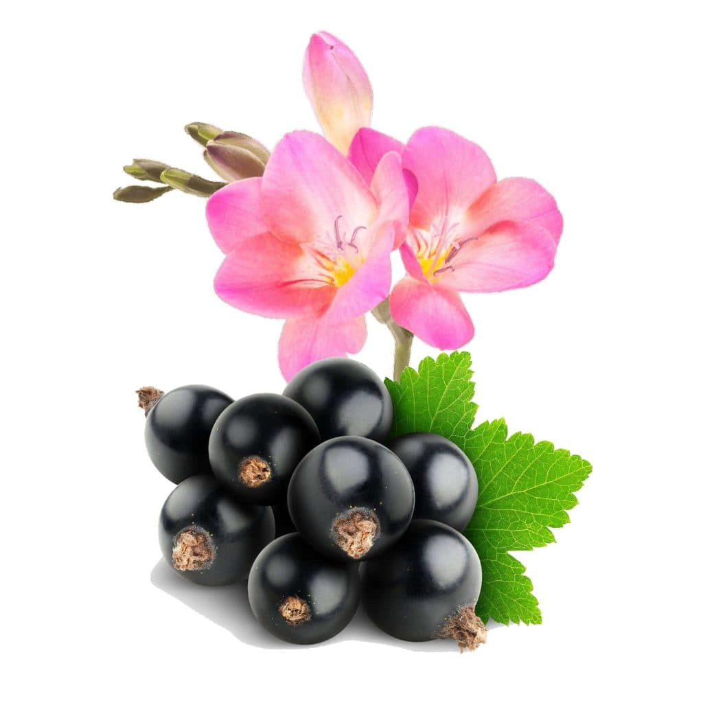 Black currant and freesia | My French Perfume