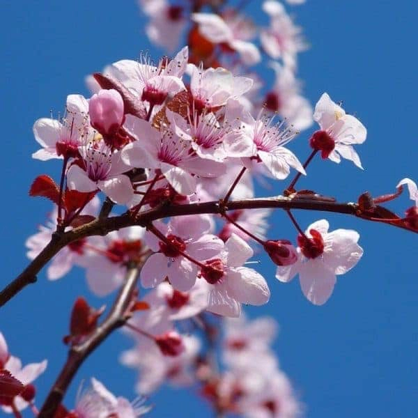 Cherry Blossom | My French Perfume