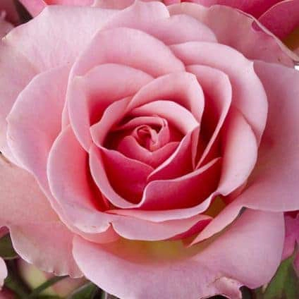 English Rose | My French Perfume