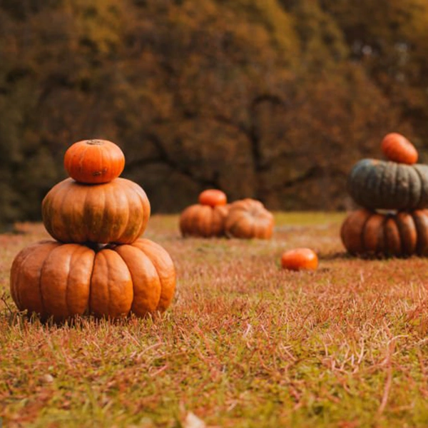 Farmhouse Pumpkin Patch | My French Perfume