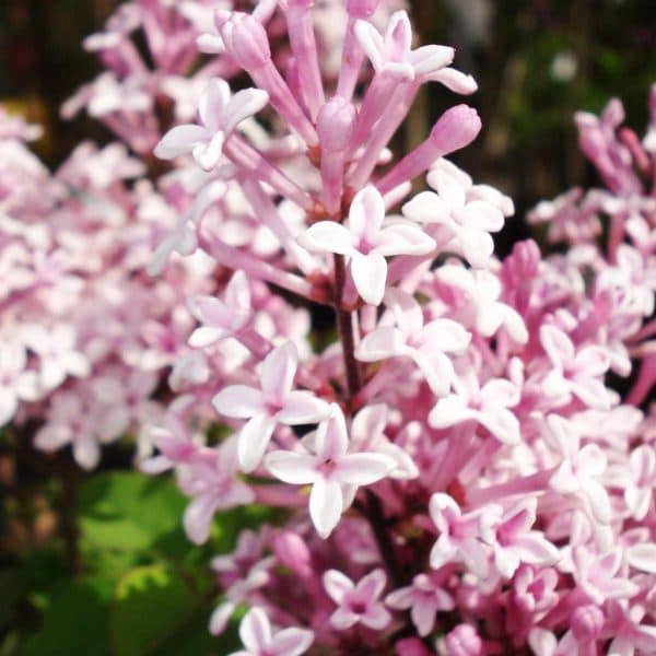 Lilac | My French Perfume
