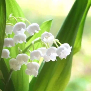 image du produit: Fragrance Oil <span>Lily of the Valley</span>