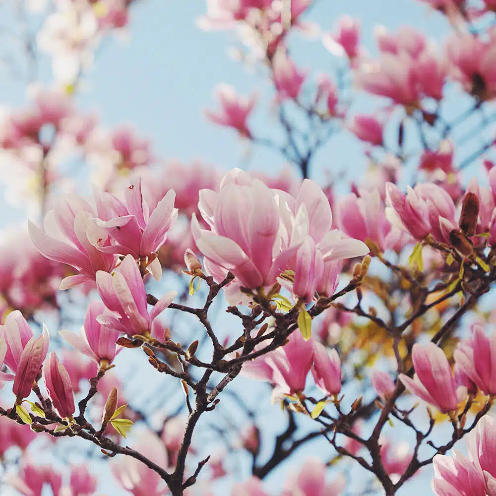 Magnolia Blossom | My French Perfume