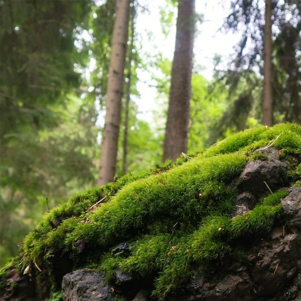 Oak moss and wood | My French Perfume