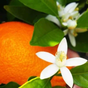 image du produit: Fragrance Oil <span>Orange Blossom</span>