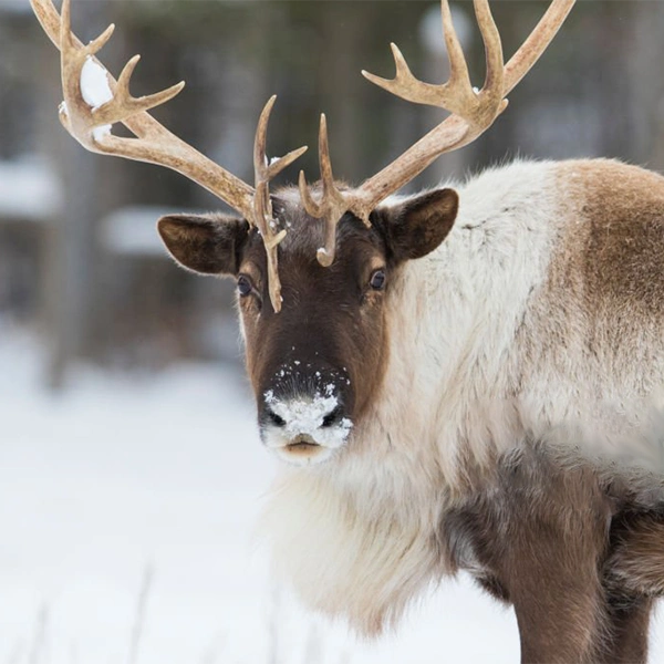 Reindeer poo | My French Perfume