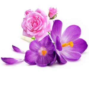 image du produit: Fragrance Oil <span>Rose and violet</span>