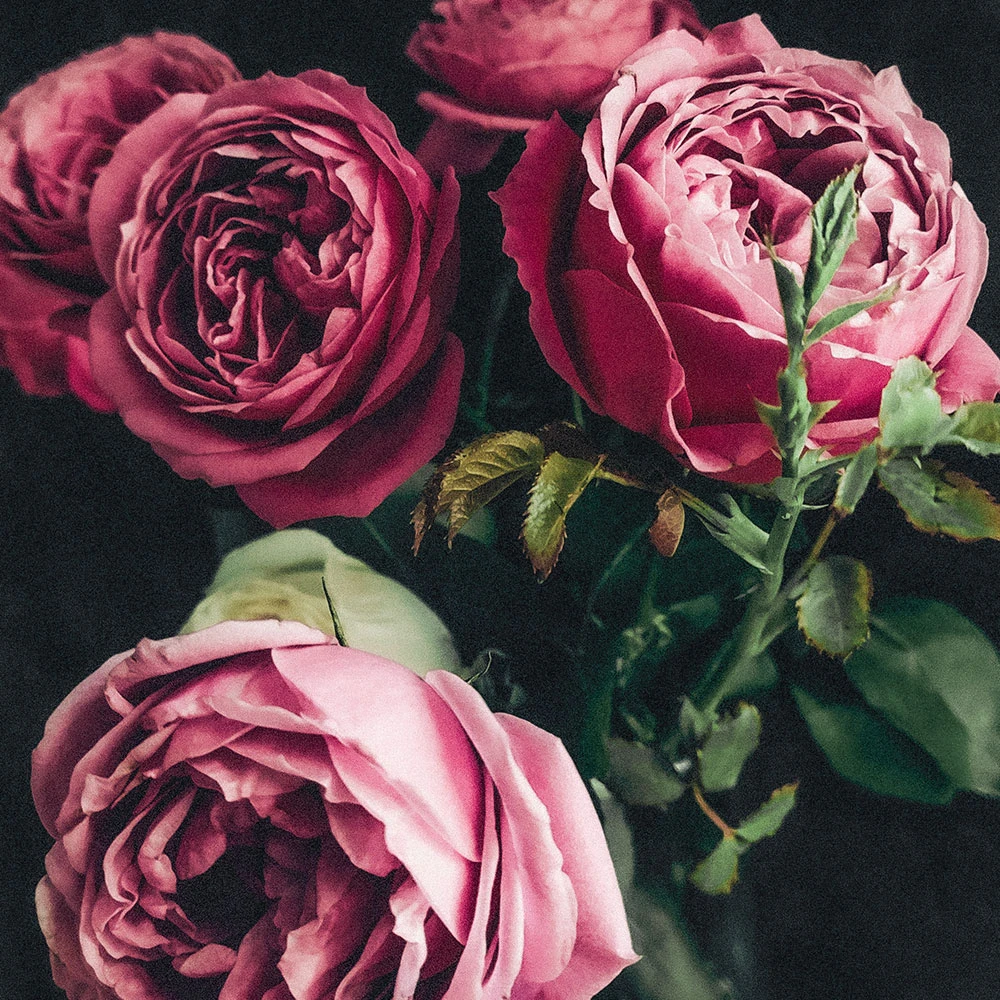 Rose garden | My French Perfume