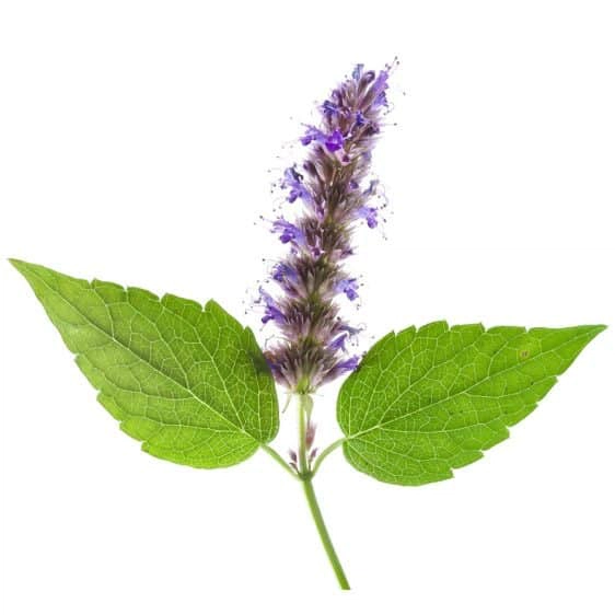 Spiced Patchouli | My French Perfume