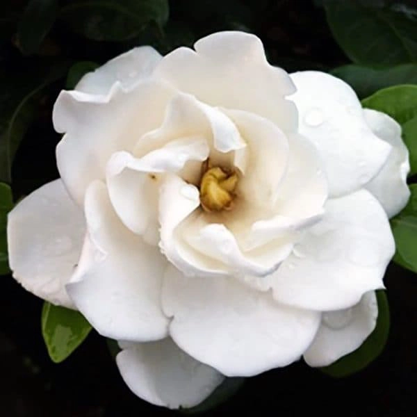 White Gardenia | My French Perfume