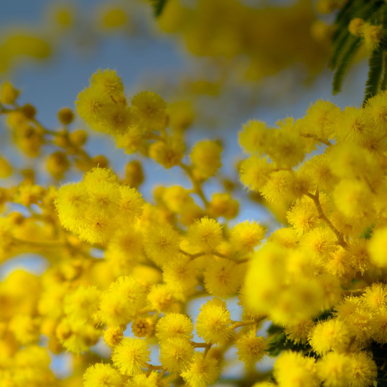 Mimosa blossom my french perfume